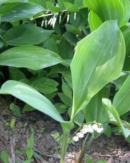 Àî¿ËÇ¿Ö÷³Ö³£Îñ»áÒé:¸÷ÀàÏîĿǷн´º½ÚǰÇåÁã